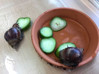 Schnecken_7b3